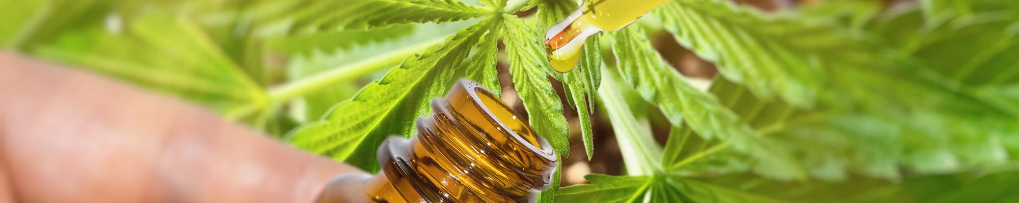 CBD olie medihemp