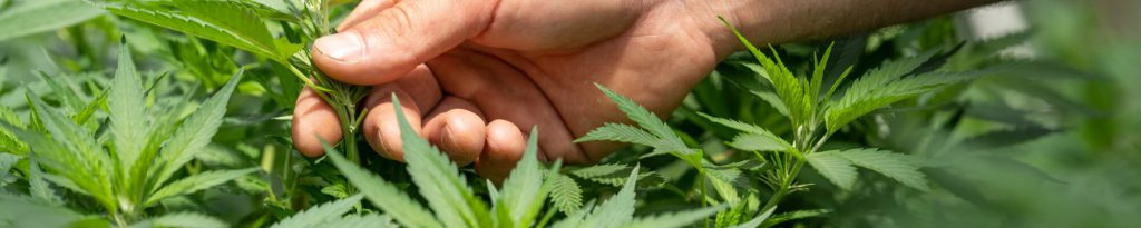 Hennep - Medihemp CBD olie