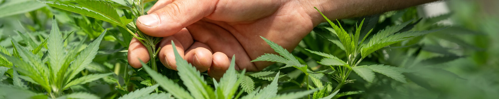 Hennep - Medihemp CBD olie