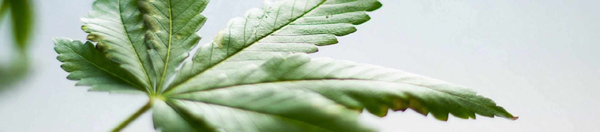 cbd olie bijwerkingen